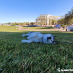 Centennial Hills Park dog with amphitheater