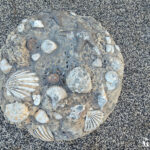 Alyn Beck Memorial Park fossil rock