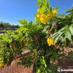 Huckleberry Park in Centennial Las Vegas flowers