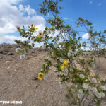 Hualapai Canyon Trailhead