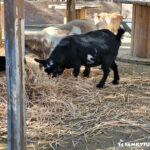 The Las Vegas Farm Stables goats