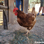 The Las Vegas Farm chicken