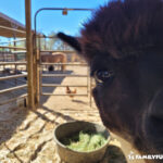 The Las Vegas Farm alpaca silly