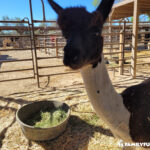 The Las Vegas Farm Alpaca