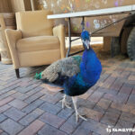 The Las Vegas Farm peacock