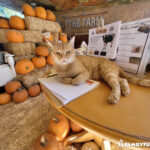 The Las Vegas Farm orange cat