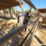 The Las Vegas Farm cow