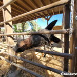 The Las Vegas Farm horse