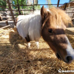 The Las Vegas Farm Stables pony