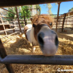 The Las Vegas Farm Stables horse