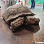SeaQuest turtle