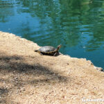 Aliante Nature Discovery Park turtle