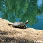 Aliante Nature Discovery Park turtle