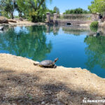 Aliante Nature Discovery Park turtle