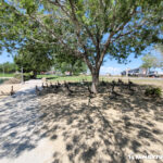 Aliante Nature Discovery Park geese