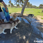 Craig Ranch Park huskies at dog park