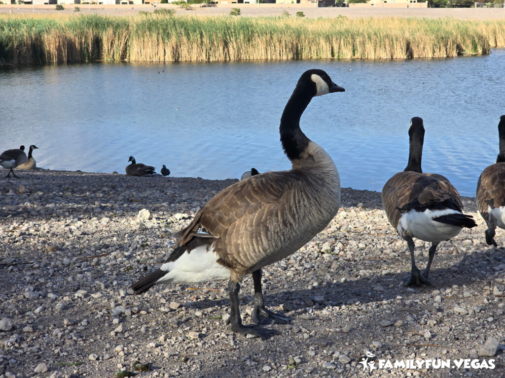 Cornerstone Park geese up close in front of the lake