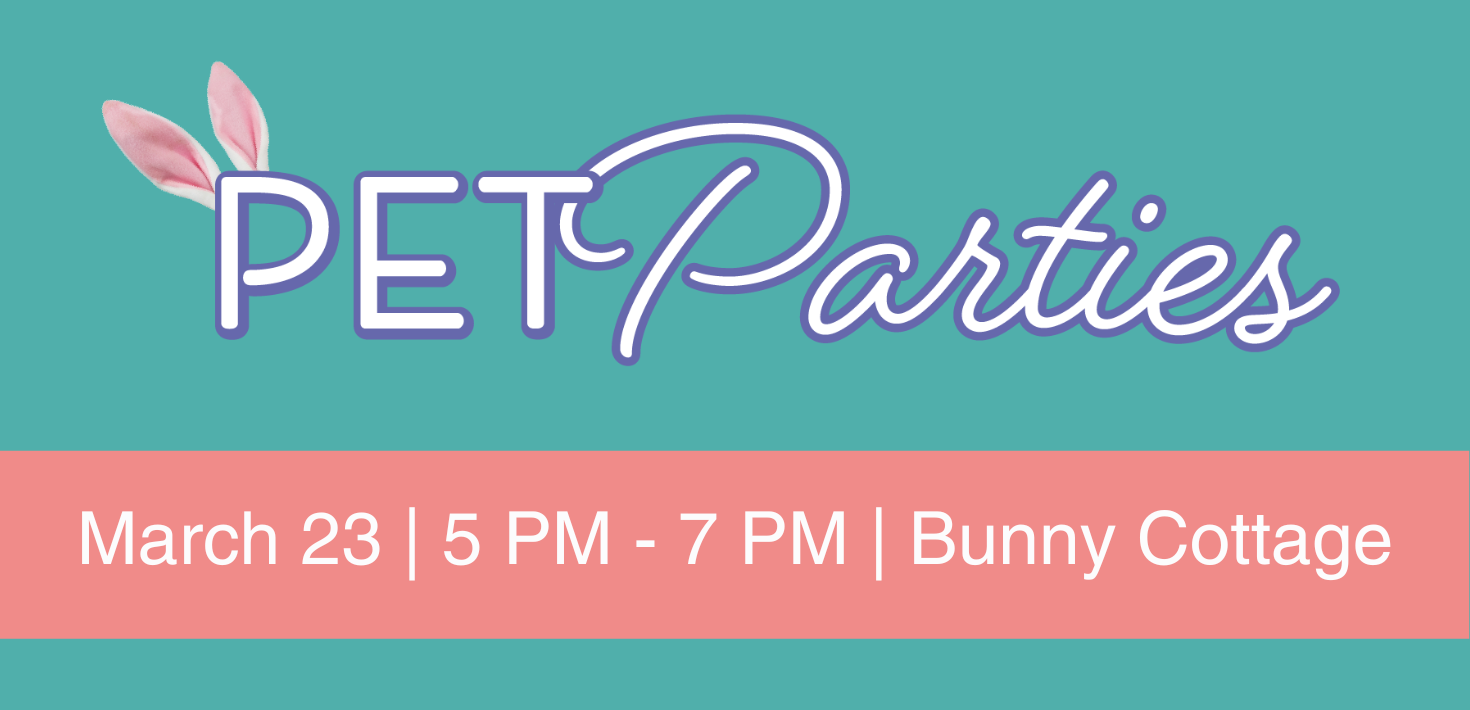 Pet Party With Bunny