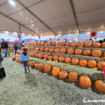 Halloween Town Pumpkin Patch Oso Blanco